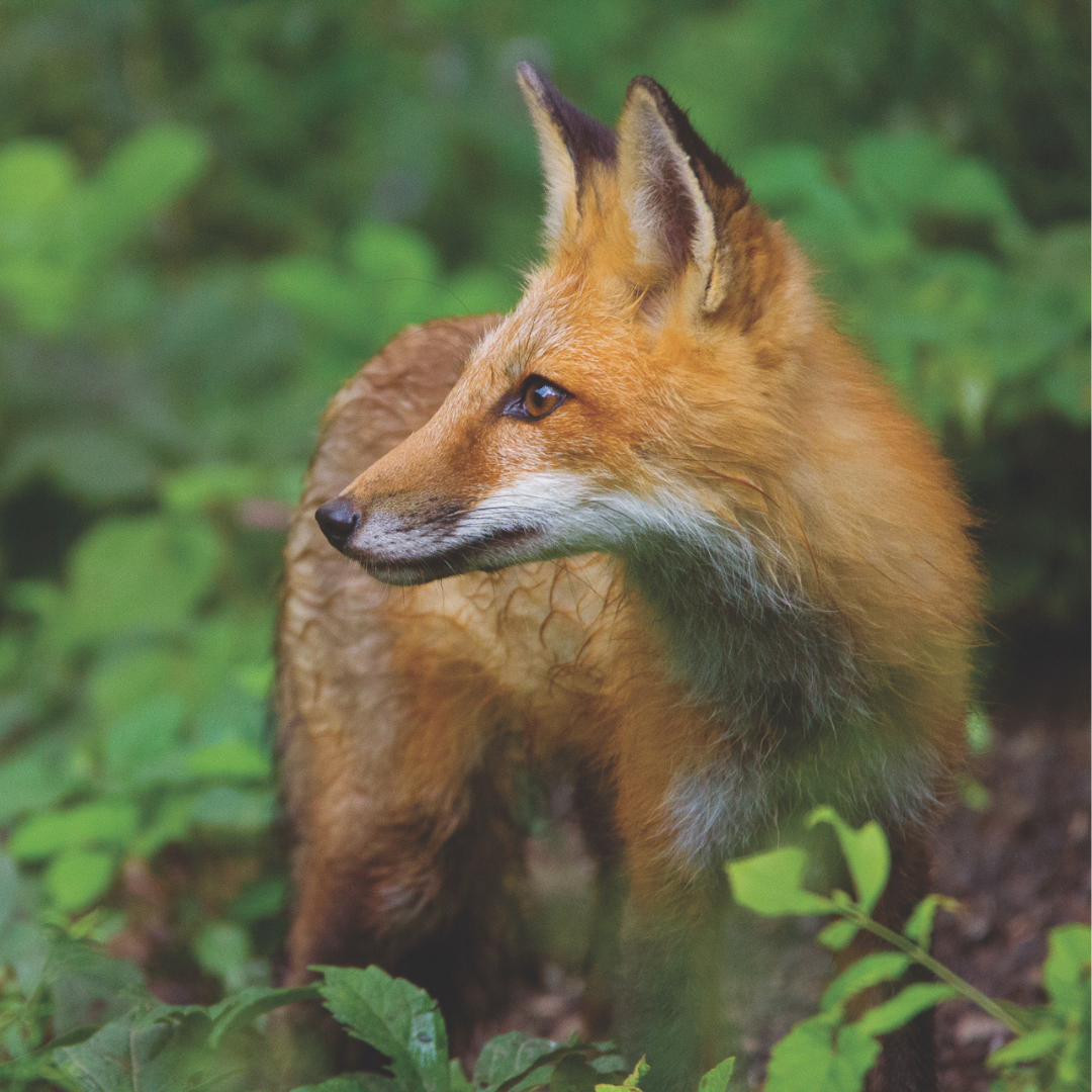 A red fox stands in the middle of green plants